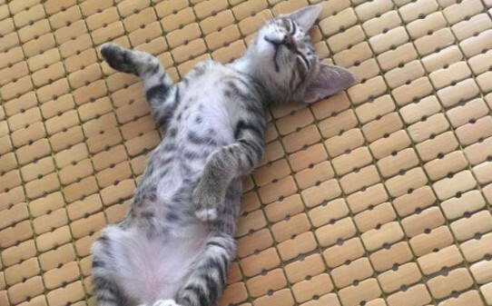 土猫怎么养好看