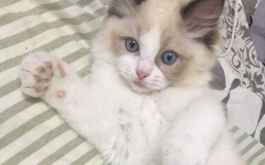 十大不掉毛猫排行