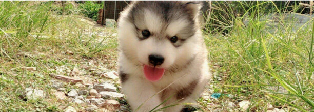 像哈士奇的大型犬