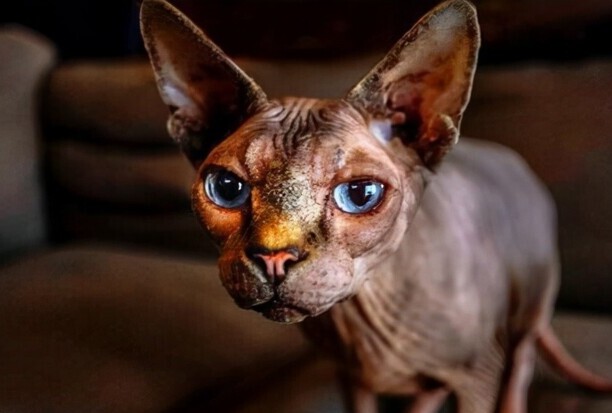 斯芬克斯猫多少钱一只-斯芬克斯猫的价格