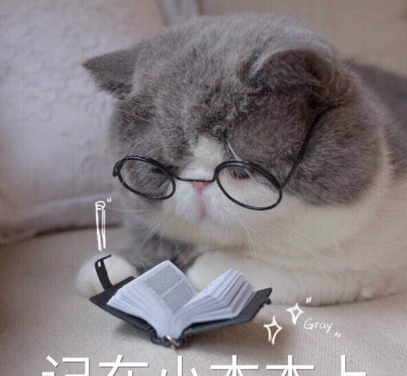 最聪明的猫排名第一-聪明猫和不聪明猫区别