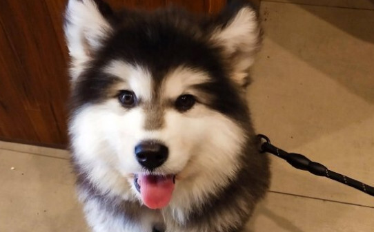 小狗和小猫跑进家里各代表什么