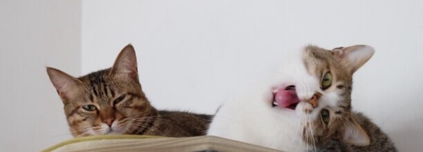 养一公一母猫注意事项