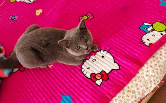 猫指甲多久剪一次怎么剪 猫指甲多久剪一次怎么剪