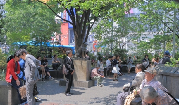 中华田园犬多少钱一只-中华田园犬一个月花费