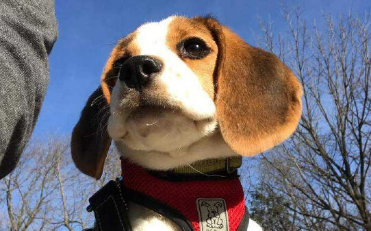 巴吉度犬与比格犬的区别