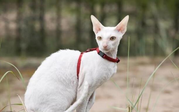 猫的品种大全-十大好看的猫品种 猫的品种大全-十大好看的猫品种