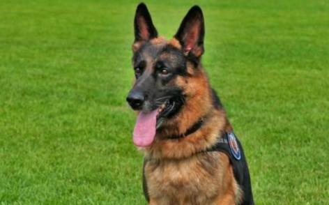 世界100禁养猛犬排行榜:排行前十的禁养犬类有哪些