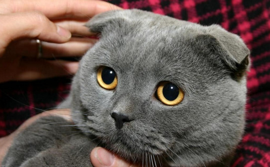 折耳蓝猫公配立蓝猫母生出来的小折耳猫发病率有多高 折耳蓝猫公配立蓝猫母生出来的小折耳猫发病率有多高