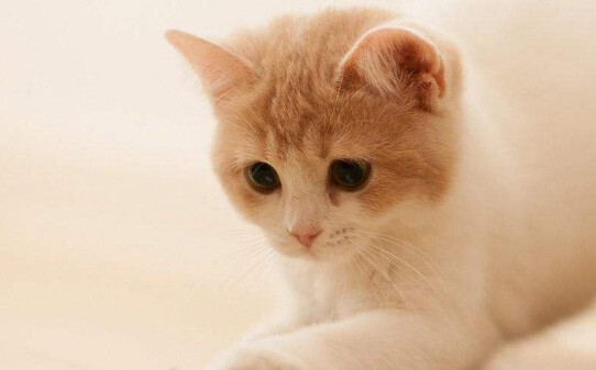 流浪猫上门是什么兆头