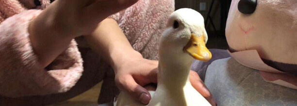 柯尔鸭智商排名 柯尔鸭智商排名