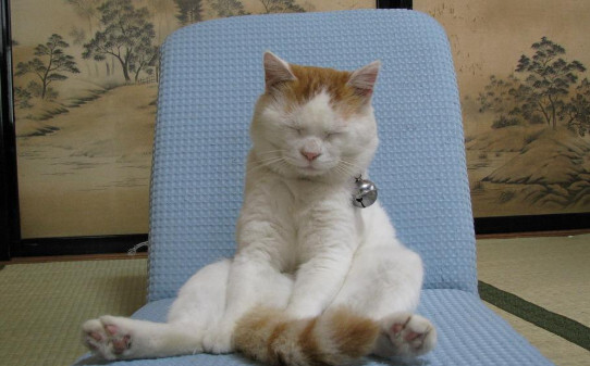 猫咪喜欢睡在主人旁边是为什么喜欢抓或咬主人是为什么 猫咪喜欢睡在主人旁边是为什么喜欢抓或咬主人是为什么