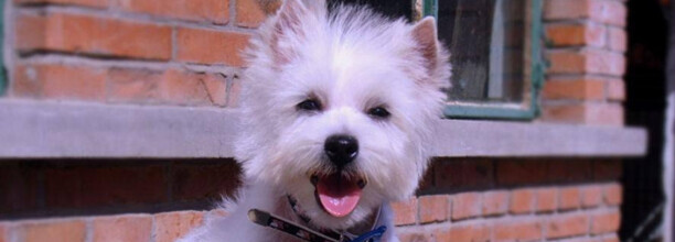 西高地白梗犬vs马尔济斯犬