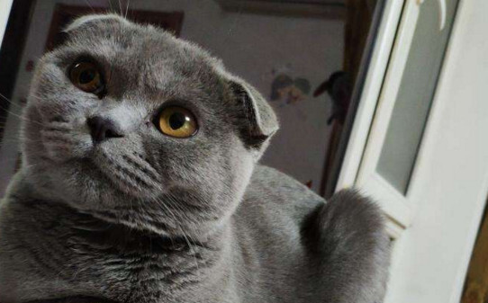 折耳蓝猫公配立蓝猫母生出来的小折耳猫发病率有多高 折耳蓝猫公配立蓝猫母生出来的小折耳猫发病率有多高