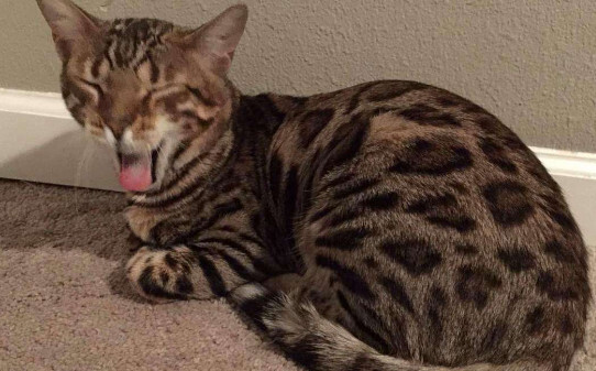 浑身豹纹的猫都有什么品种