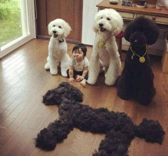 巨贵犬多少钱一只-巨贵到底多大