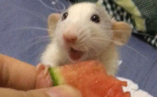 花枝鼠幼鼠吃什么食