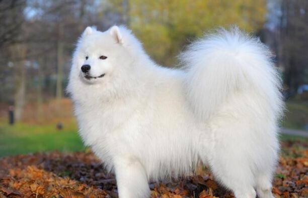 马尔济斯犬养公的好还是母的好-送女孩什么狗狗好