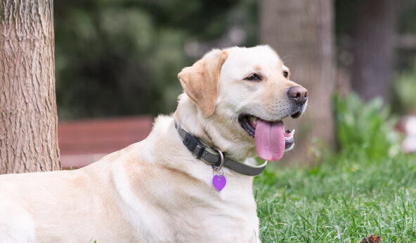 十大家养宠物犬排行榜-家庭宠物排行榜前十名