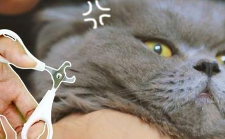 如何正确的给猫咪剪指甲