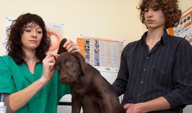 拉布拉多犬的价格多少钱一只-拉布拉多犬多少钱一只