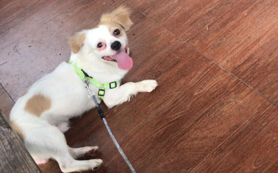 串串牧羊犬形象特征