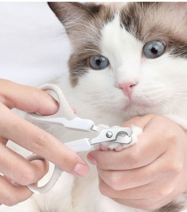 给猫怎么洗澡