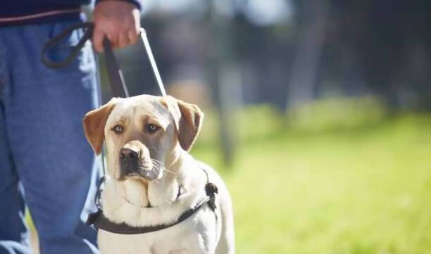 国内导盲犬多少钱一只-一只合格导盲犬多贵