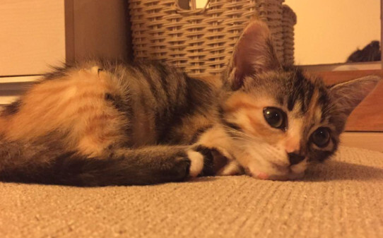 如何在猫砂里辨别猫咪是否拉稀