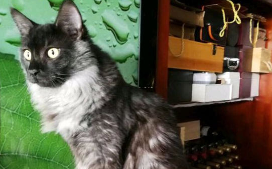 十大不掉毛猫排行