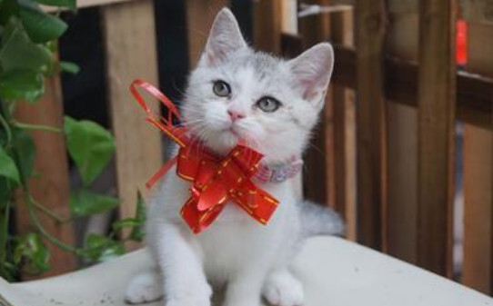 帮忙看下这美短猫加白咋样