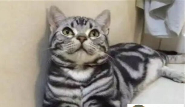 美国银虎斑猫多少钱一只-银虎斑优缺点