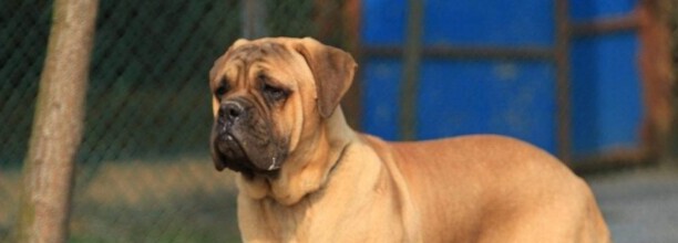 什么犬看家护院好光叫不咬人