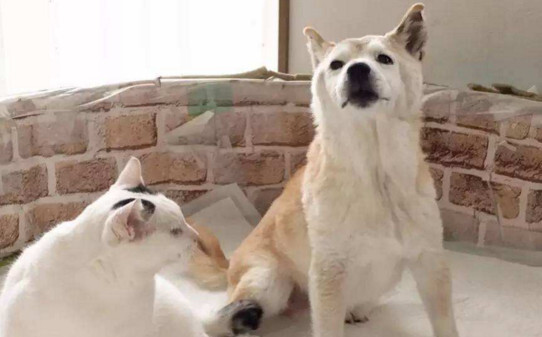 养狗好还是养猫好
