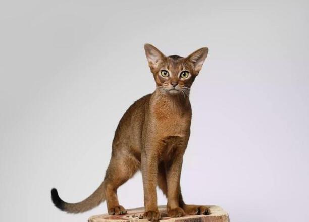 猫的品种大全-十大好看的猫品种 猫的品种大全-十大好看的猫品种