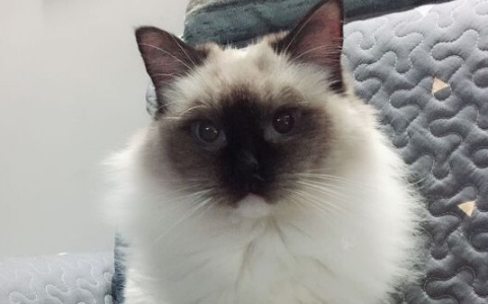 猫咪交配的知识猫咪交配要注意什么
