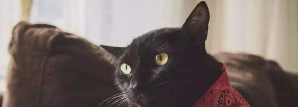 小猫应激反应会有什么症状