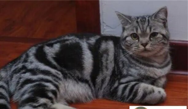 虎斑猫价格-虎斑猫市场价多少钱一只