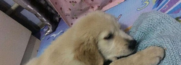 男我家狗的最近老是听到有人说话或者声音就老是叫的