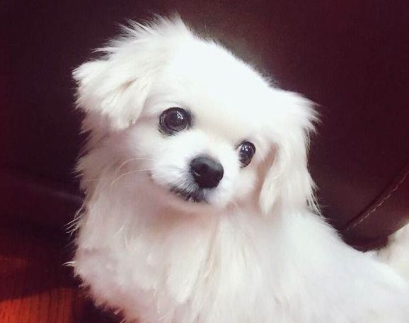 比较适合在家养的小型犬京巴狗-北京小型犬的品种
