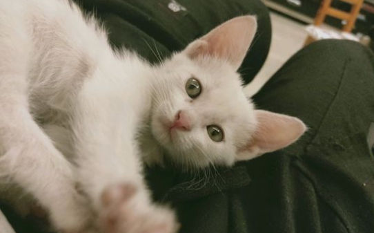 猫咪得了猫瘟怎么办医生说不用治了熬过7天就好 猫咪得了猫瘟怎么办医生说不用治了熬过7天就好