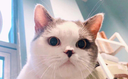 猫咪喜欢睡在主人旁边是为什么喜欢抓或咬主人是为什么 猫咪喜欢睡在主人旁边是为什么喜欢抓或咬主人是为什么