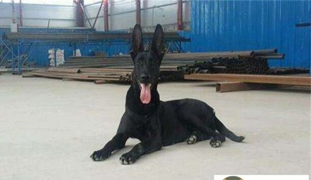 黑狼犬和马犬哪个更适合家养-新版黑狼犬和马犬哪个好养活