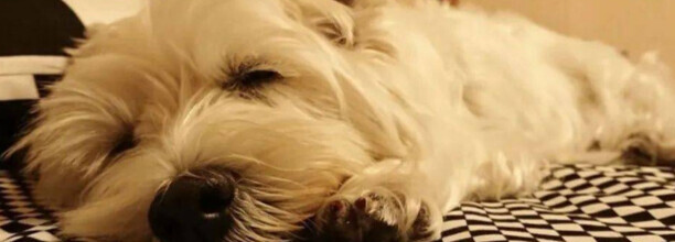 泰迪犬可以在二十八度的空调房睡觉吗