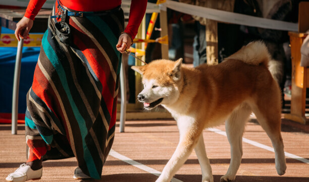 秋田犬八千-日本电影感动人的狗与人之间 秋田犬八千-日本电影感动人的狗与人之间