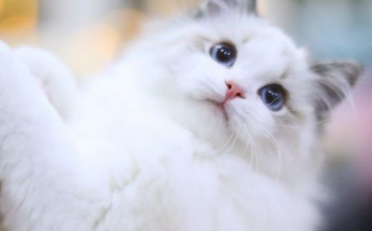 母猫一般会发情多久和人一样每一次吗大约年期多久