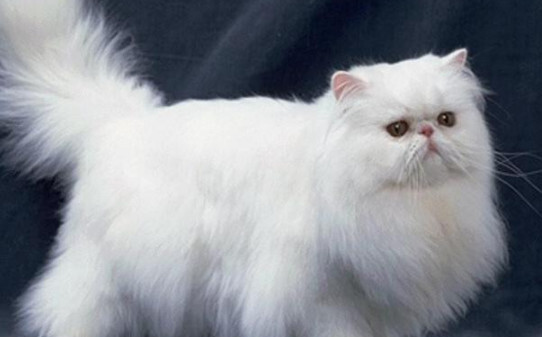 猫咪的智商相当于几岁小孩