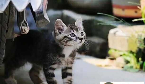 黑白狸花猫千万不能养的原因是什么-狸花猫为什么不能养