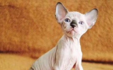斯芬克斯猫多少钱一只-斯芬克斯猫的价格