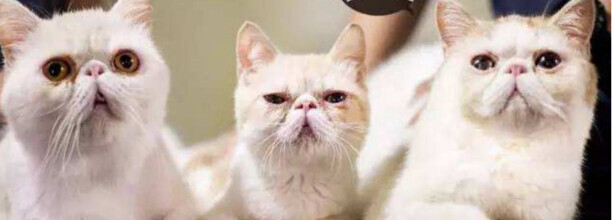 猫肾衰竭吃什么药